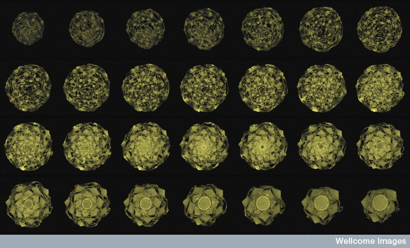 Illustration for article titled This Is How Your Fruits and Vegetables Look in an MRI Machine